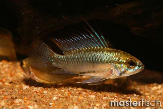 Apistogramma trifasciata