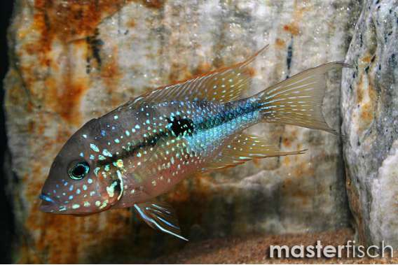 Ellioti Cichlid