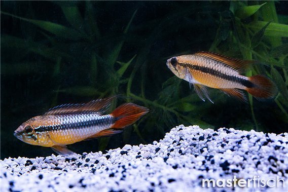 Double Red Agassizii'S Dwarf Cichlid