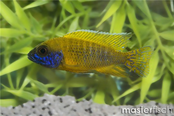 Benga Peacock Cichlid