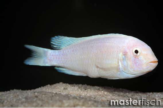 White Mbuna Cichlid