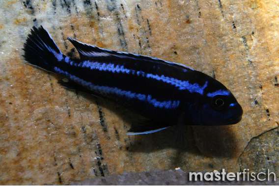 Johannii Cichlid (Maingano)