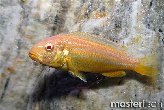 Melanochromis Auratus