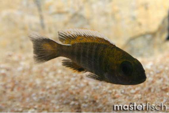 New Blue Orchid Peacock Cichlid sp