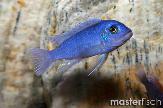 Blue Zebra Mbuna Cichlid (Boulenger)