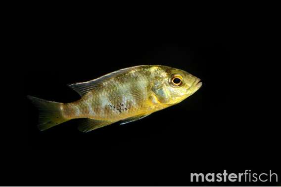 Giraffe Cichlid