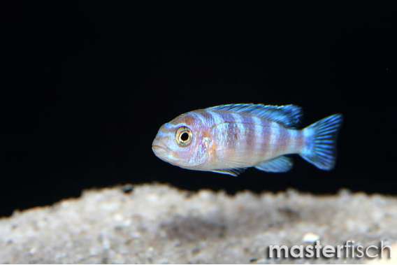 Kenyi Cichlid