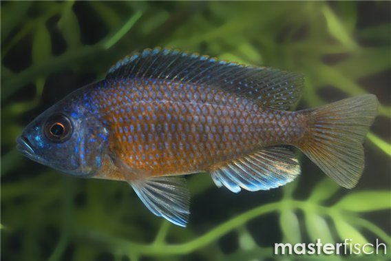 Red fin Kadango Cichlid