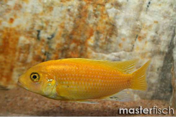 Yellow Zebra Mbuna Cichlid