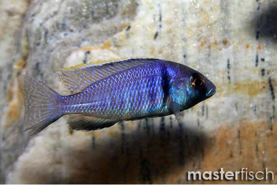 Deep Water Hap Cichlid