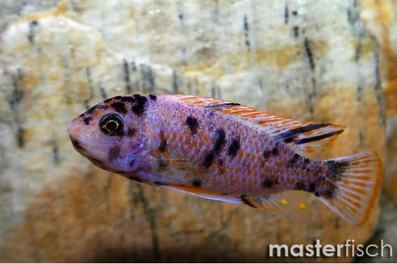 Fuelleborn'S Cichlid marmelade