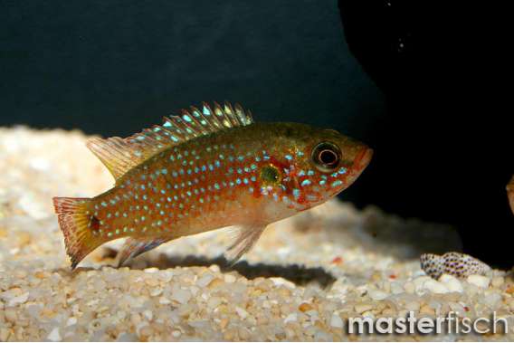 Blood Red Neon Jewel Cichlid