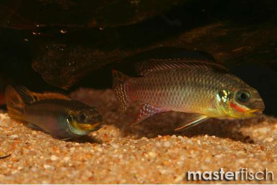 Striped Kribensis Nigeria Red Cichlid