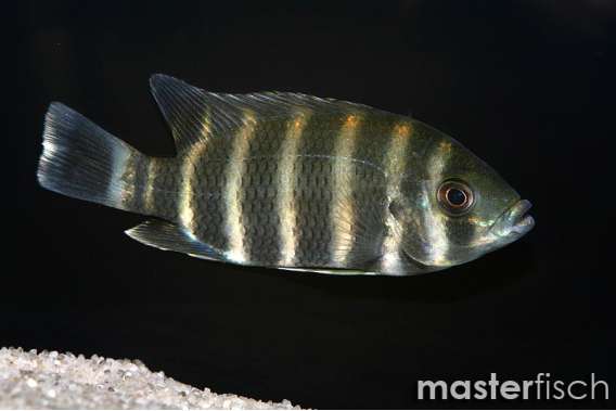 Zebra Tilapia Cichlid