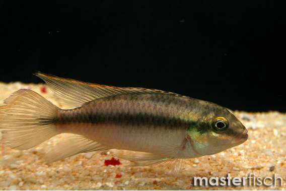 Kribensis Cichlid