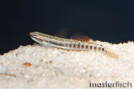 rainbow-colored Goby (Male)