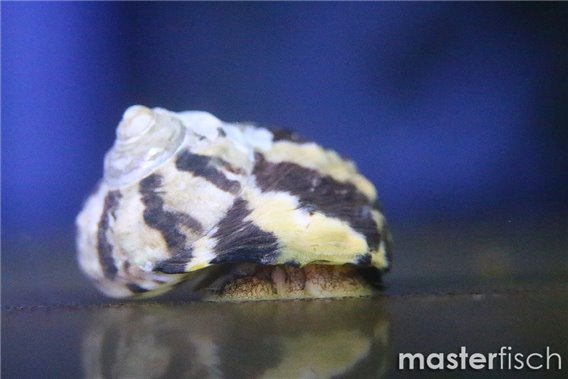 Mexican Turbo Snail