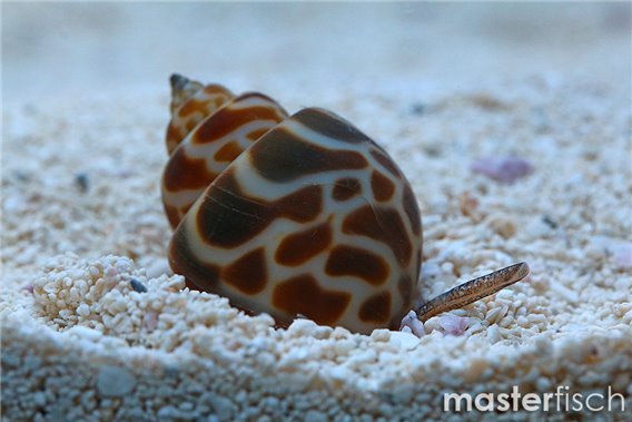 Babylon Snail