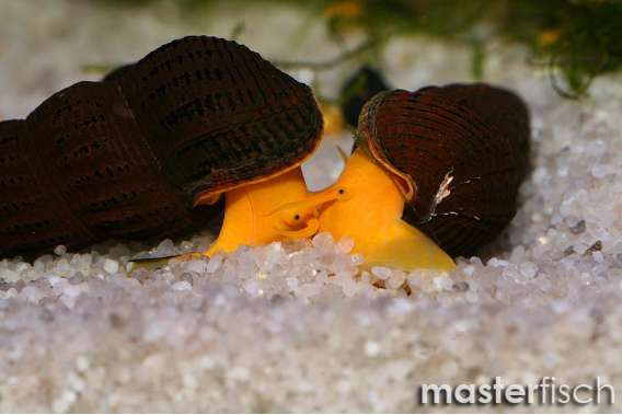 Orange Body Rabbit Snail