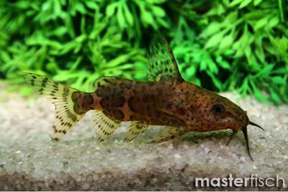 Zebra Upside-Down Catfish