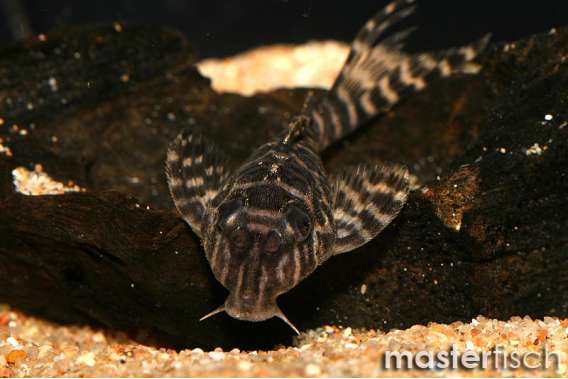 L333 Hypancistrus sp. Porto de Moz