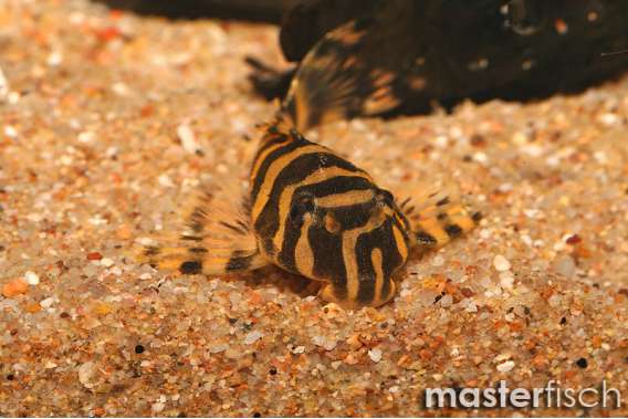 L134 Peckoltia sp. spotted