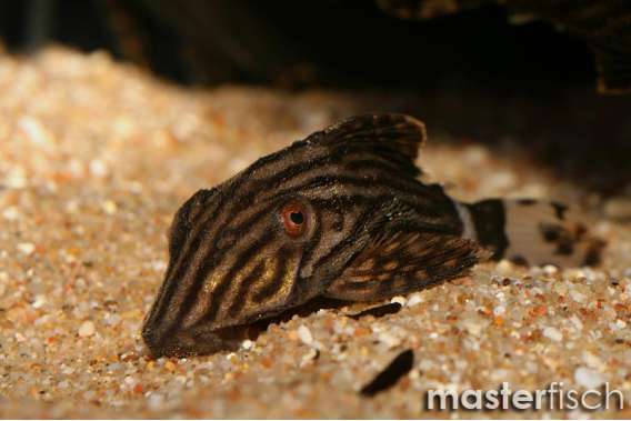 Special Royal Plecos (L-027)