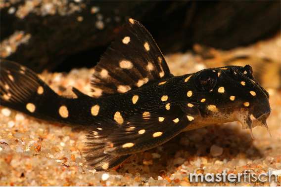 Hypancistrus contradens L201