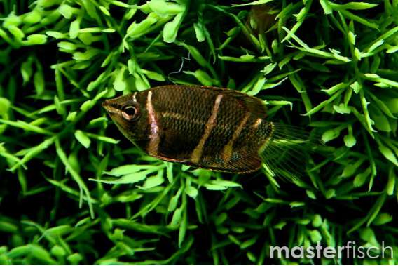Chocolate Gourami (Birmanie)