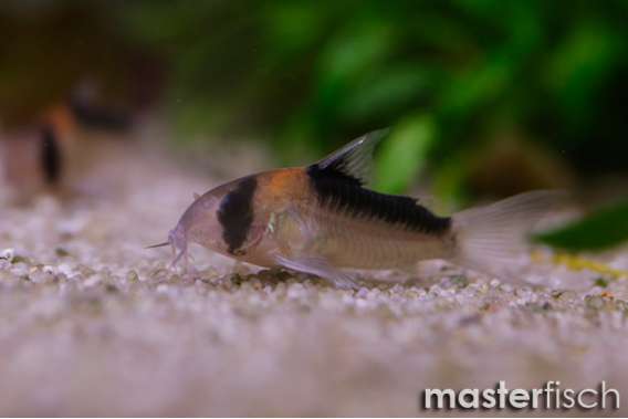 Adolfo's corydoras (bred)