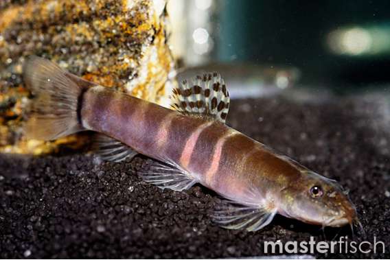 Tri Band Sumo Loach