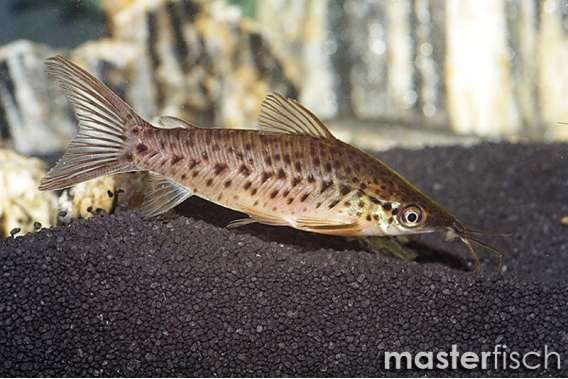 Porthole Catfish