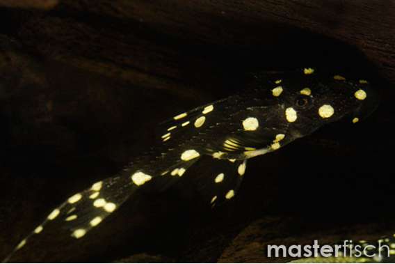 white spotted/Polka Dot Lyretail Pleco (bred)