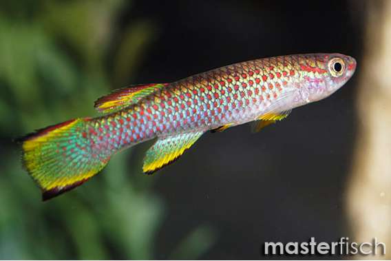 Gabon Gabunense kellifish (cple)