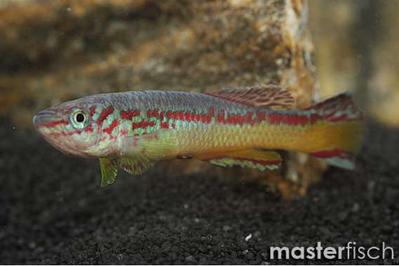 Amiet's Lyretail Panchax Kellifish