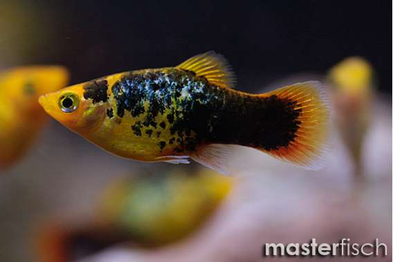 Sunset Calico Platy