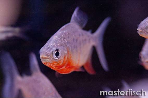 Red-Bellied Pacu