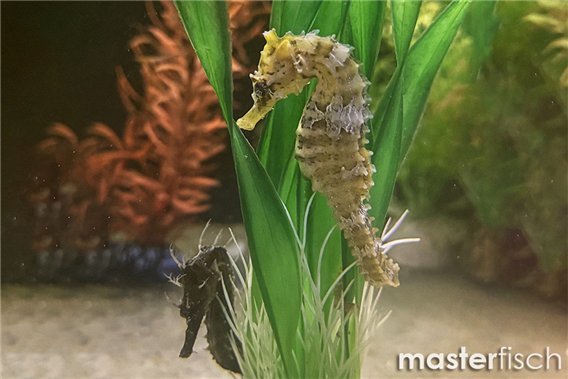 Lined seahorse (bred)