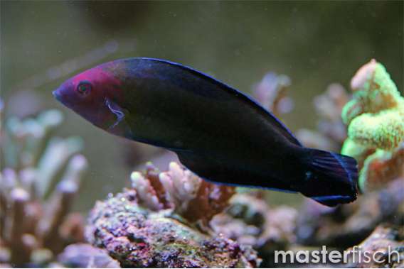 Hemiulis rubricephala