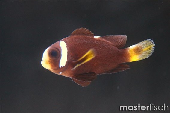 Whitesnout Anemonefish (bred)