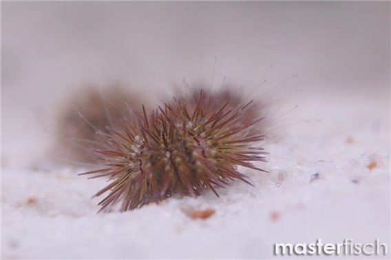 Pin Cushion Urchin (bred)