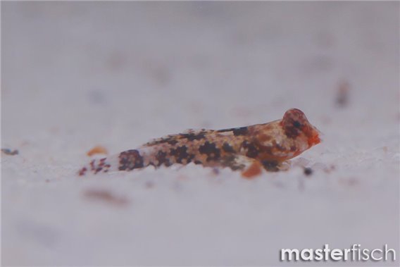 Starry Dragonet (bred)