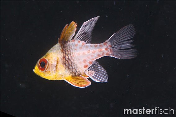 Pajama Cardinalfish (bred)