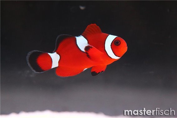 Premnas / ocellaris misbar blood orange (bred)