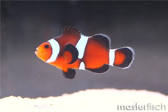 Amphiprion ocellaris fancy misbar (bred)