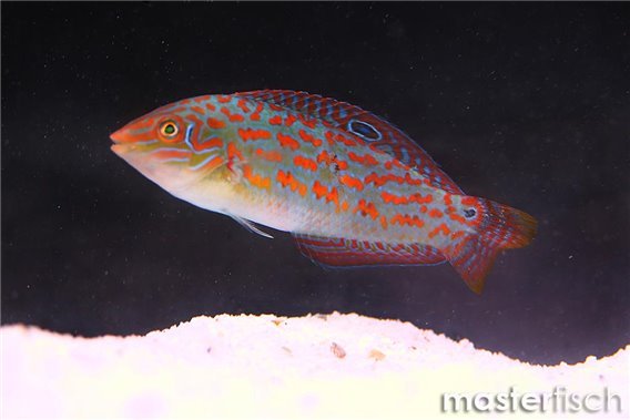 Timor Wrasse