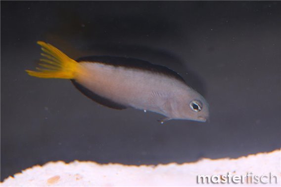 Mozambique Fangblenny (bred)