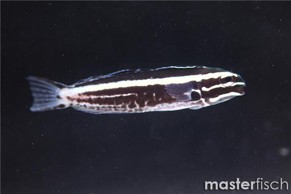 Kamohara Fang Blenny (bred)