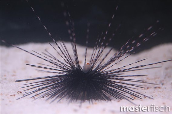 Diadema Urchin