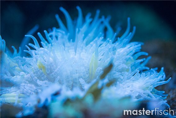 Beaded Sea Anemone